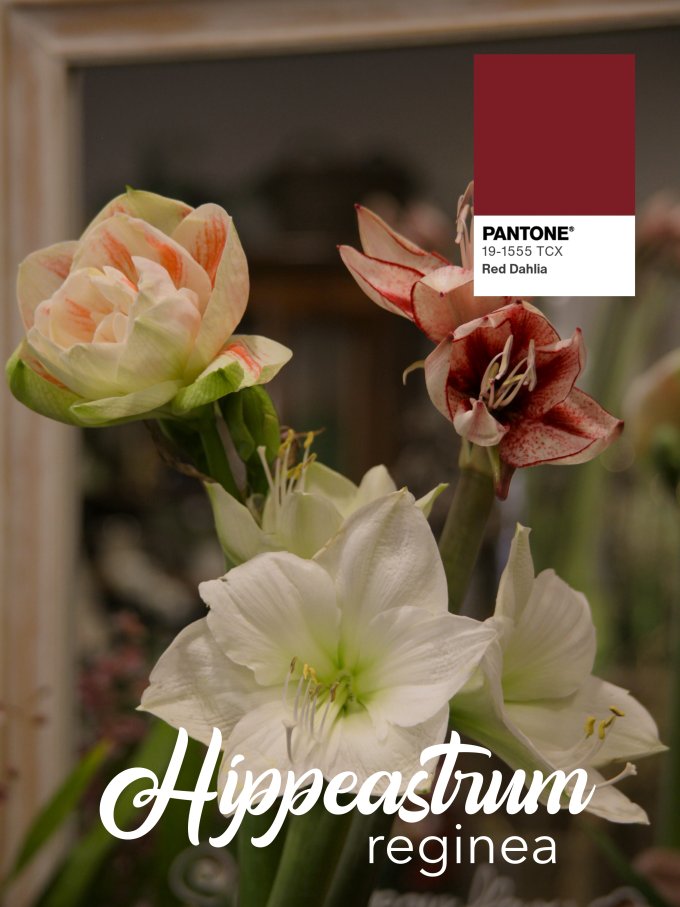 Fleurs de janvier photo 11